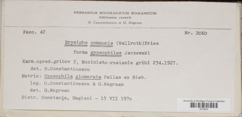 Erysiphe communis f. gypsophilae image